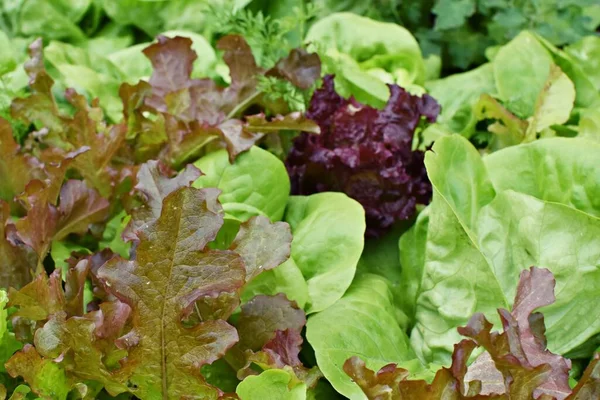 Fresh Lettuce Growing Hydroponic Vegetable Garden — Stock Photo, Image