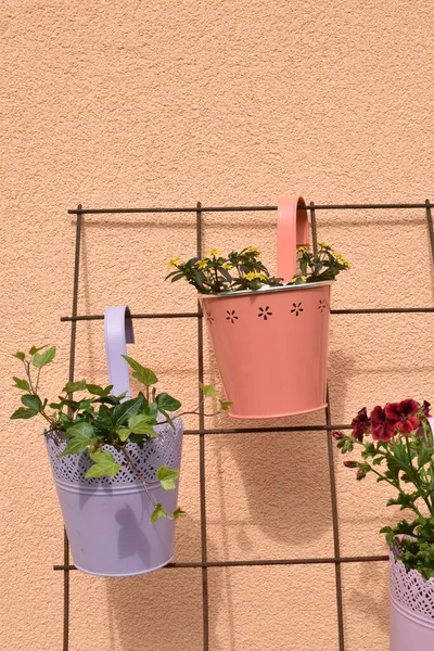 small plants in a flower pots hanging on wall