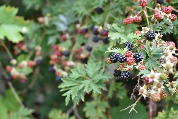 Ripe Blackberries Garden Close — Stock Photo, Image