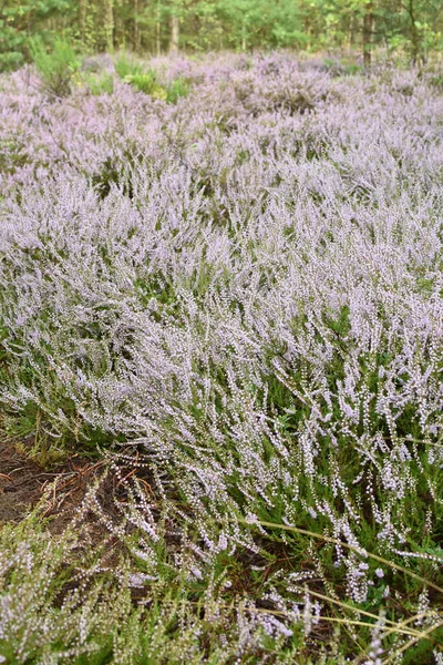 Bellissimi Fiori Lavanda Fiore Nel Campo — Foto Stock