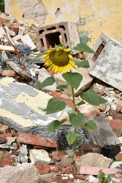Bunga Matahari Tumbuh Tengah Tengah Sebuah Apartemen Hancur Dan Puing Stok Gambar