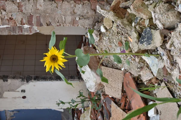 Tournesol Poussant Milieu Appartement Détruit Des Décombres Images De Stock Libres De Droits