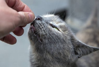 Şirin yavru kedi kadının elleriyle okşadı seviyor.