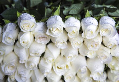 Bir buket su damlacıkları ile taze beyaz güller.