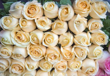 Taze bej gül su ile bir buket damla.