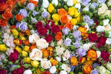 Taze çok renkli gül su ile bir buket damla.