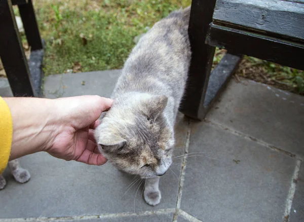 Şirin yavru kedi kadının elleriyle okşadı seviyor.