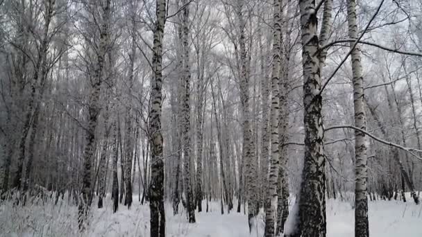 Зимний березовый лес в Новосибирске. деревья покрыты снегом . — стоковое видео