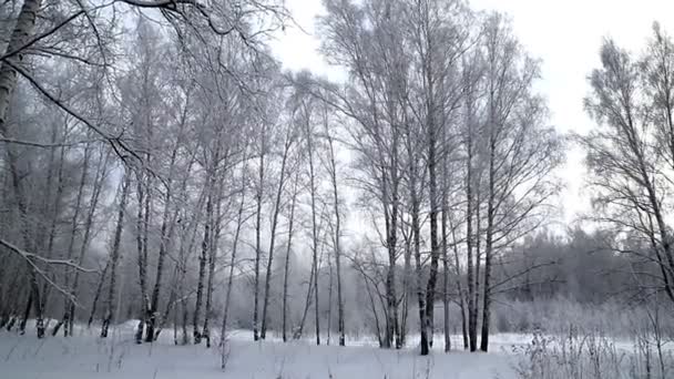Зимний лес на закате Новосибирска в декабре 2018 года . — стоковое видео