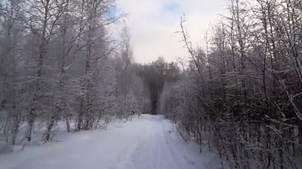 Sendero del bosque de invierno. los árboles están cubiertos de nieve . — Vídeos de Stock