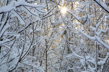 beyaz kabarık karla kaplı ağaç dalı.