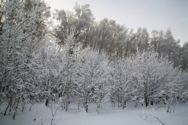 beyaz kabarık karla kaplı ağaç dalı.