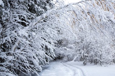 beyaz kabarık karla kaplı ağaç dalı.