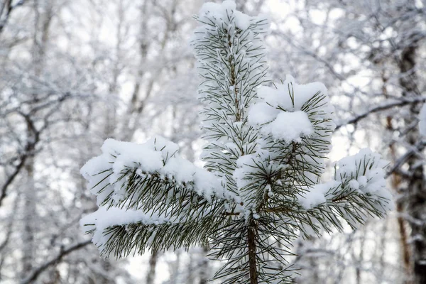 Winter verschneite Wälder. Baum mit grünen Nadeln im Schnee. — Stockfoto