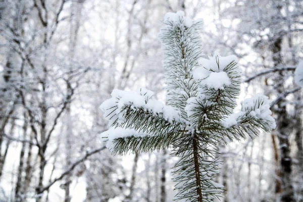 Winter verschneite Wälder. Baum mit grünen Nadeln im Schnee. — Stockfoto