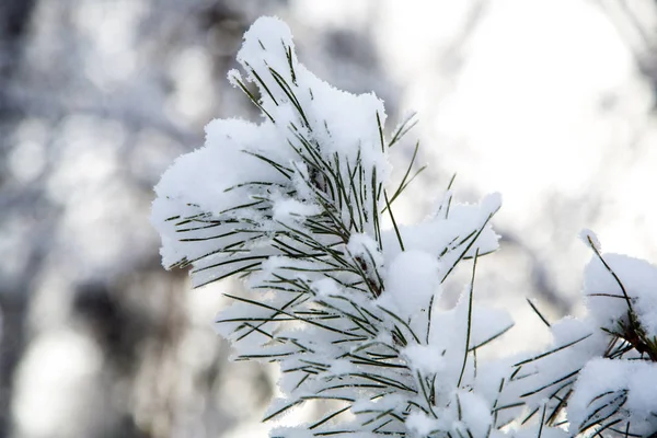 Winter verschneite Wälder. Baum mit grünen Nadeln im Schnee. — Stockfoto