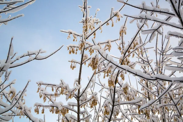 Ast mit weißem, flauschigem Schnee bedeckt. — Stockfoto