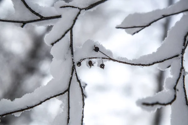 Ast mit weißem, flauschigem Schnee bedeckt. — Stockfoto