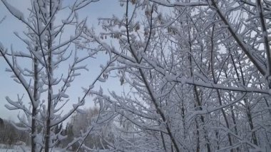 Kar yağışı, kış ormandaki karlı köknar ağaçları. Kar taneleri ve Noel kavramı