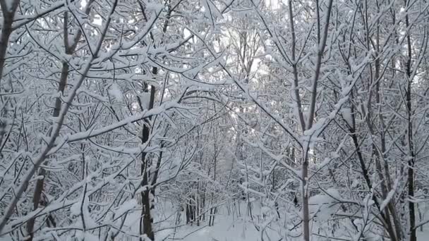 Снігові ялинки в зимовому лісі під час снігопадів. Сніжинки та різдвяна концепція — стокове відео
