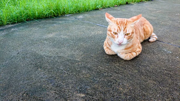 Cat Sleeping Mortar Floor Grass Background Public Park Lovely Kitten — Stock Photo, Image