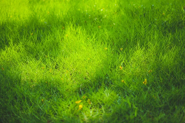 Campo Verde Fresco Grama Background Bright Com Flower Garden Com — Fotografia de Stock