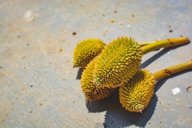 Taze Mini Durian yerde. Meyvelerin kralı. Tropikal friuts summerthailand