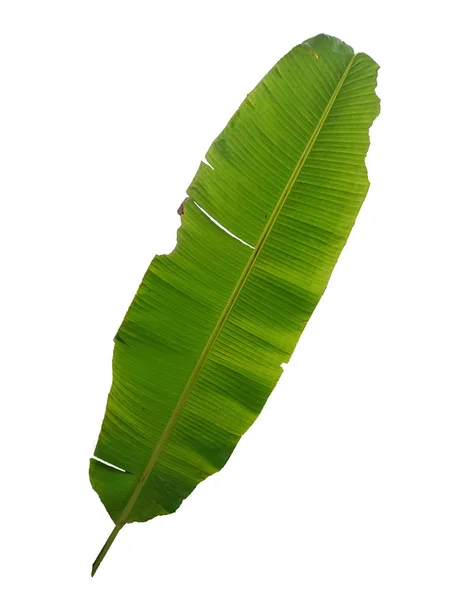 Зелений Банановий Лист Ізольованим Білим Тлом — стокове фото