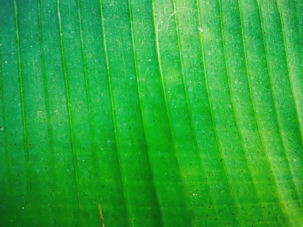 Зеленая текстура листьев. — стоковое фото
