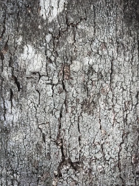Bark dari pohon. Pohon menggonggong tekstur latar belakang kasar Wooden — Stok Foto