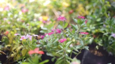 Küçük çiçekleri olan güzel bir bahçe. Sabahları çiçeklerle parlayan güneş. Renkli Çiçek Park Hd video
