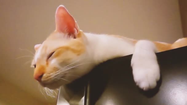 Λευκή Χαριτωμένο Γάτα Κοιμάται Στο Ψυγείο Βίντεο Χαριτωμένο Γάτα Βρίσκεται — Αρχείο Βίντεο