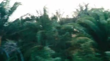 Güneş doğuşu 4k video ile Orman. Tren hızı nın yan yolu. Tren hızı ile sabah doğa manzara