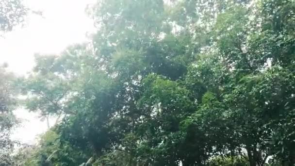 Floresta Com Vento Fluxo Deixa Vídeo Trees Fluxo Com Vento — Vídeo de Stock