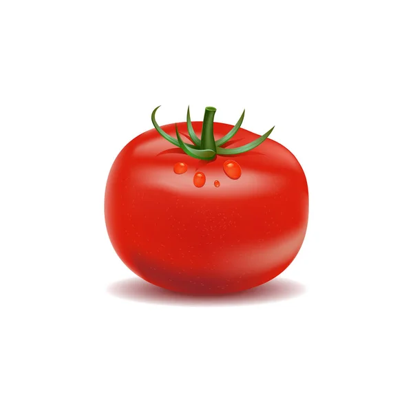 Tomate Fresco Real Con Gota Agua Aislado Fondo Blanco Vector — Archivo Imágenes Vectoriales