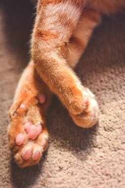 Şirin kedi pençesi. Kahverengi halıda kedi bacağı.