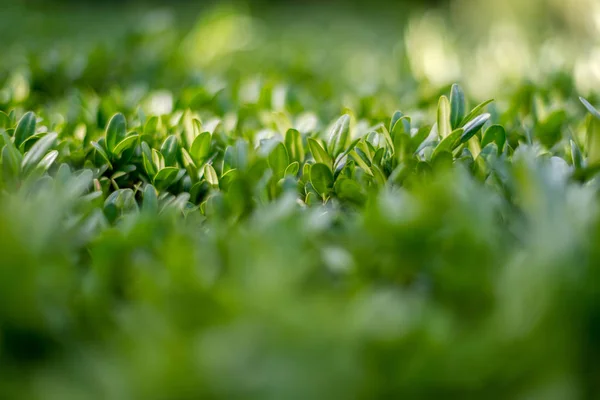 Close-up photography of decorative shrubs.