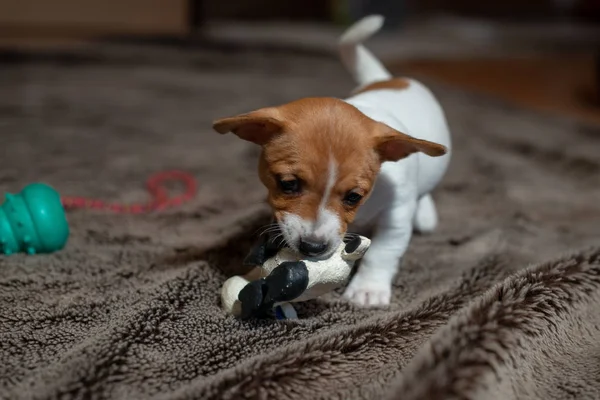 Jack Russell Welpe Spielt Mit Ihrem Spielzeug — Stockfoto