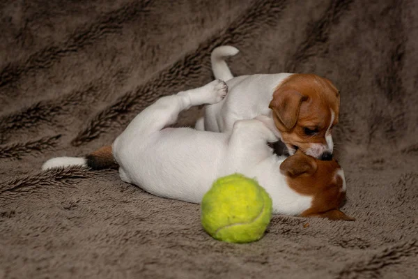 Zwei Jack Russell Welpen Spielen Miteinander Für Braune Decken — Stockfoto