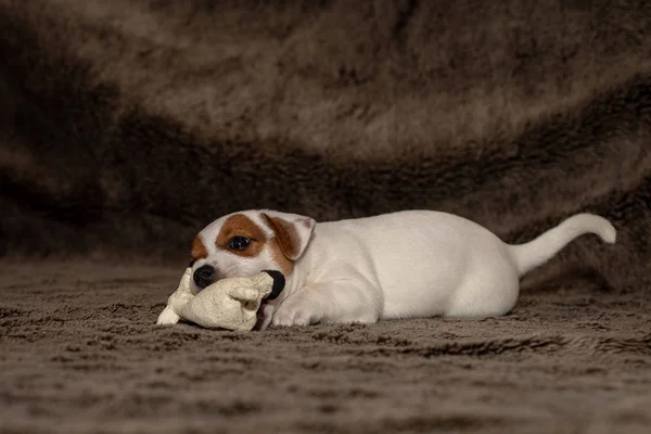 Jack Russell Welpe Spielt Mit Ihrem Spielzeug — Stockfoto