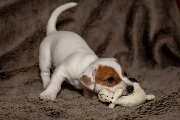 ジャック ラッセルの子犬がおもちゃで遊ぶ — ストック写真