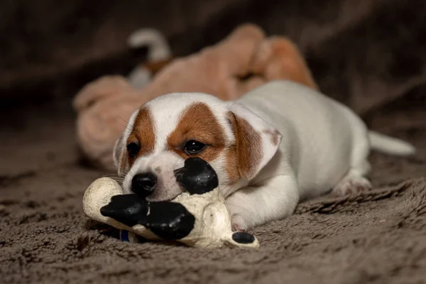 Jack Russell Welpe Spielt Mit Ihrem Spielzeug — Stockfoto