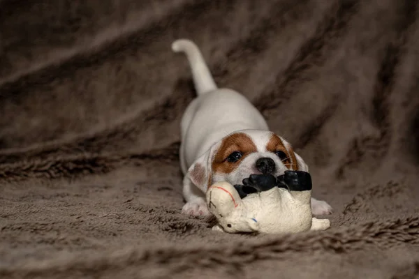 Jack Russell Welpe Spielt Mit Ihrem Spielzeug — Stockfoto