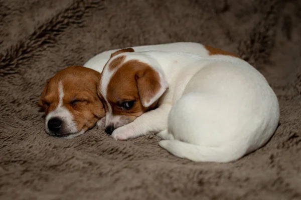 Dwa Jack Russell Szczeniaka Spanie Brązowy Koce — Zdjęcie stockowe