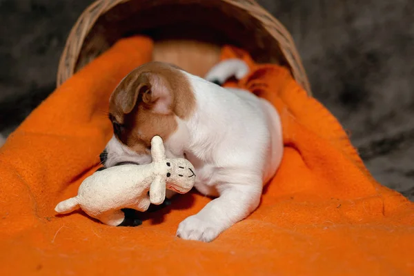 Jack Russell Welpe Spielt Mit Ihrem Spielzeug — Stockfoto