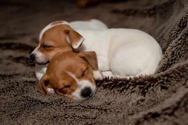 Zwei Jack Russell Welpen Schlafen Auf Braunen Decken — Stockfoto