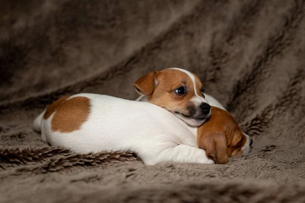 茶色の毛布で寝ている つのジャック ラッセル子犬 — ストック写真