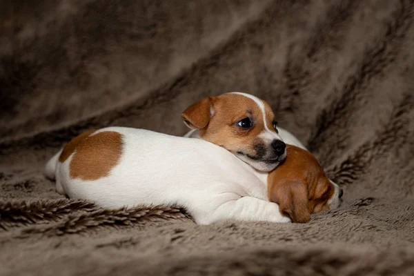 Zwei Jack Russell Welpen Schlafen Auf Braunen Decken — Stockfoto