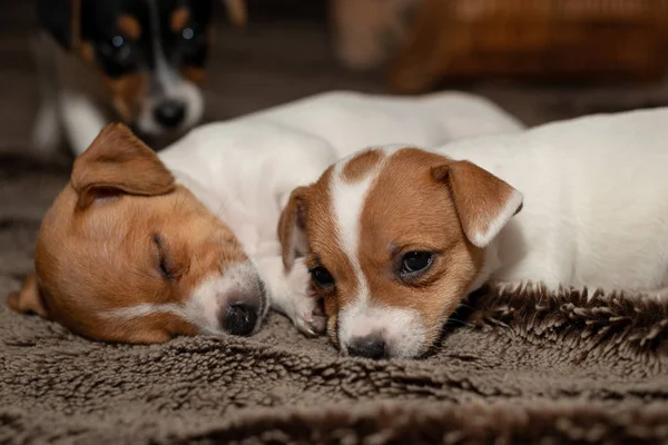 Zwei Jack Russell Welpen Schlafen Auf Braunen Decken — Stockfoto