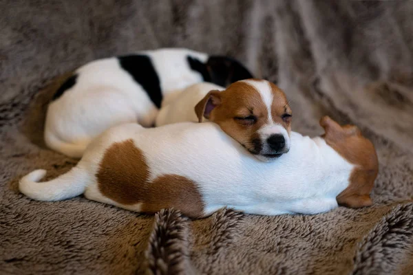 Két Jack Russell Kiskutyák Alszik Barna Takaró — Stock Fotó